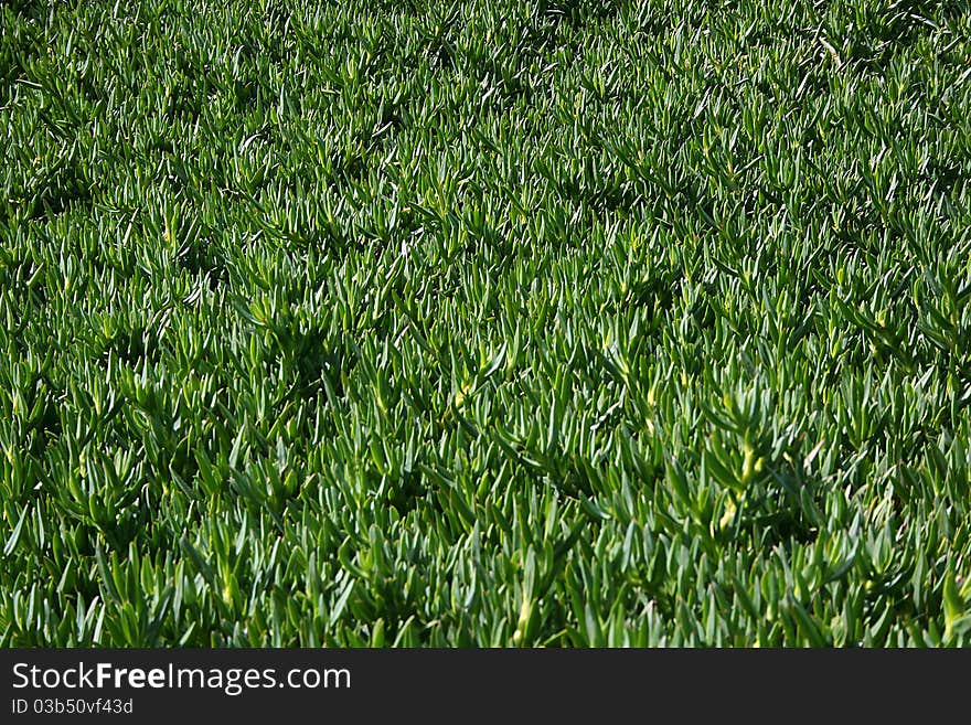 Green Plant