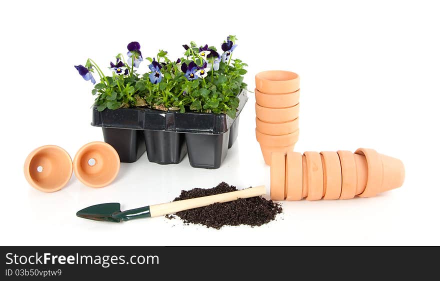 Gardening violet blue pansy in terracotta flowerpots isolated over white. Gardening violet blue pansy in terracotta flowerpots isolated over white