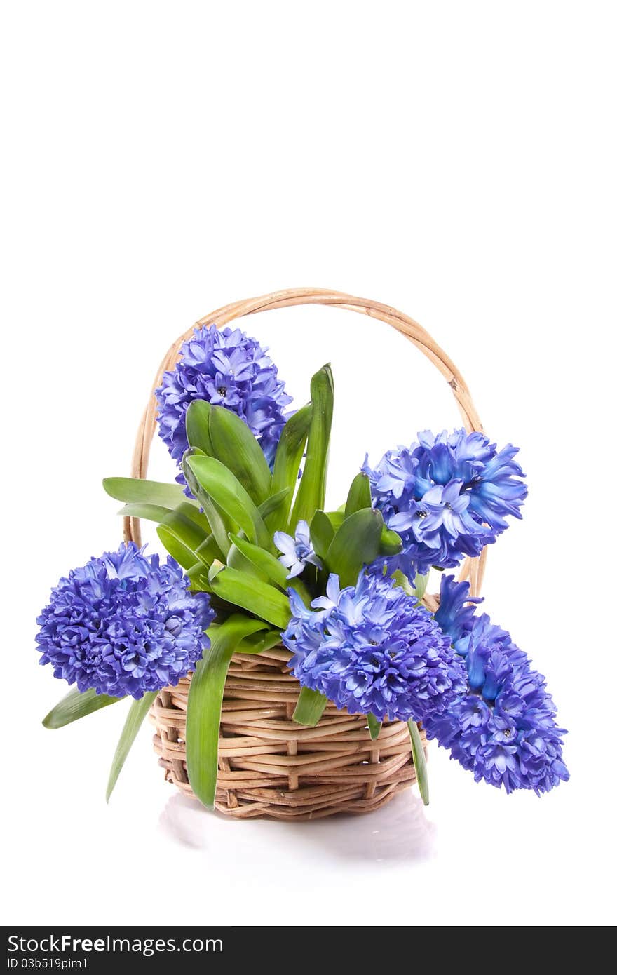 A wicker basket with blue hyacinths isolated over white