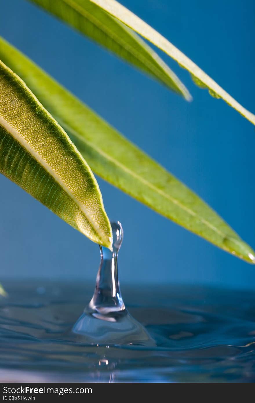 Water dripping on the green leaves into the pond. Water dripping on the green leaves into the pond.