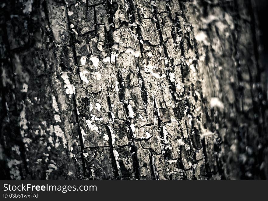 Dark wood bark textured background