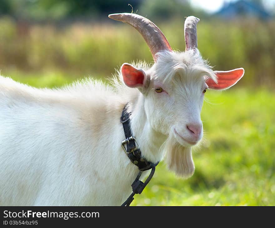 Goat on green meadow