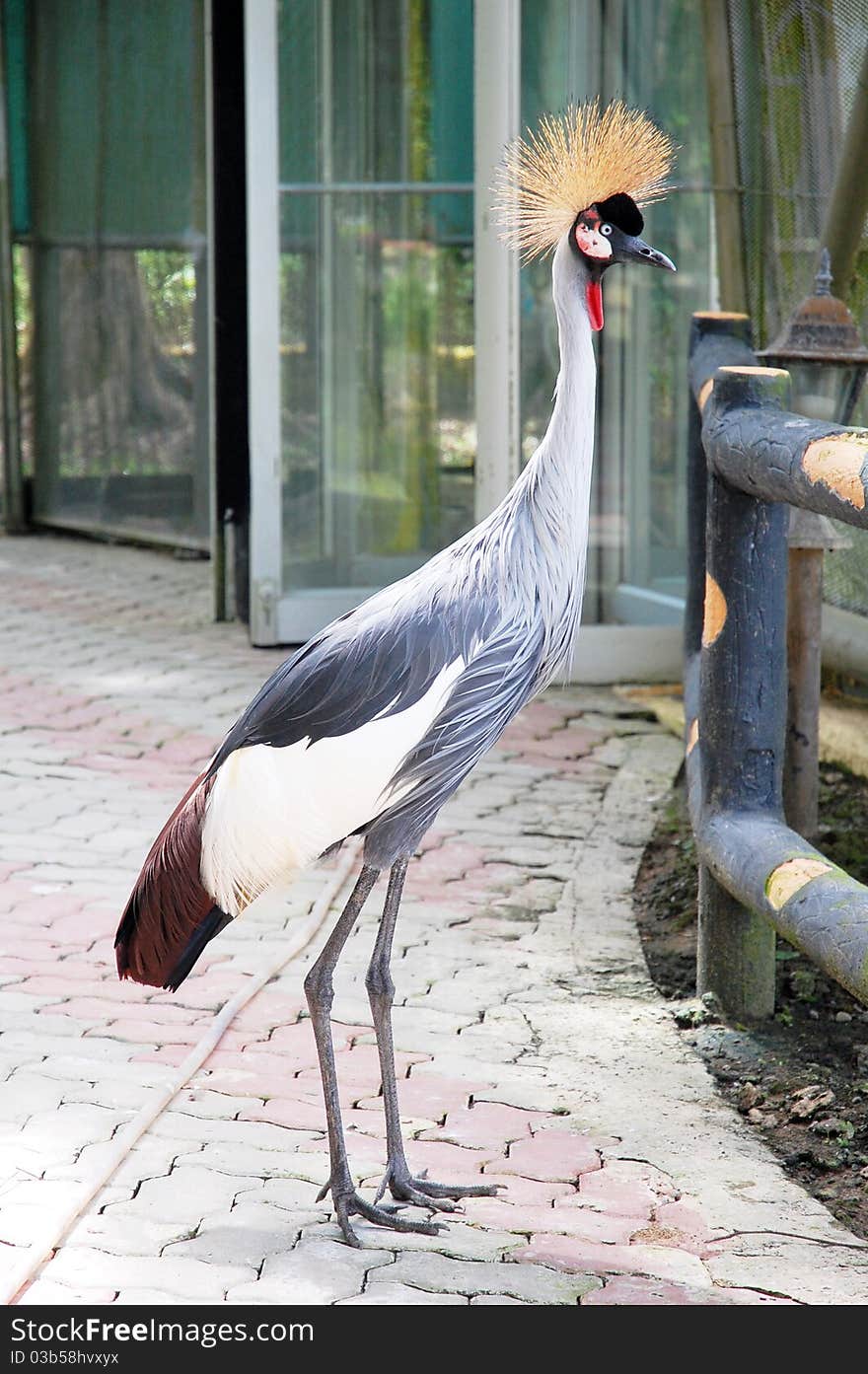 Grey Crowned Crane