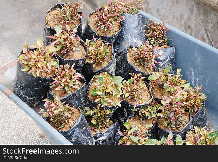 Image of plant and soil