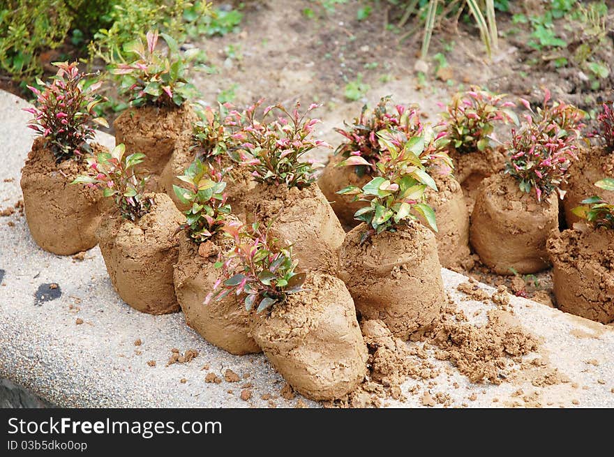 Image of plant and soil at garden