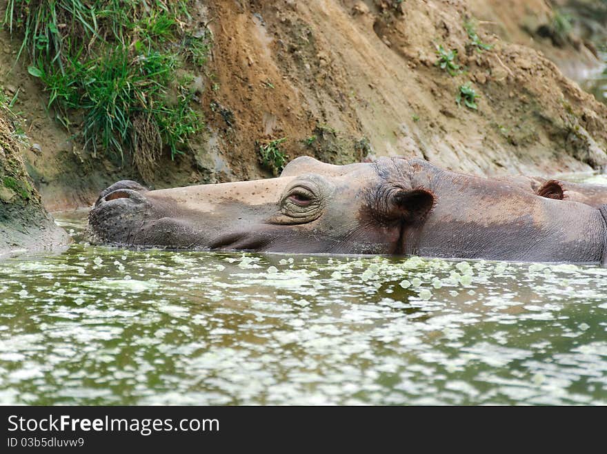 Hippopotamus