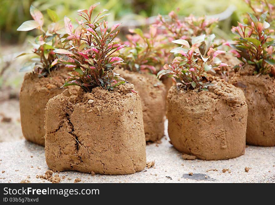 Image of soil and plant in garden