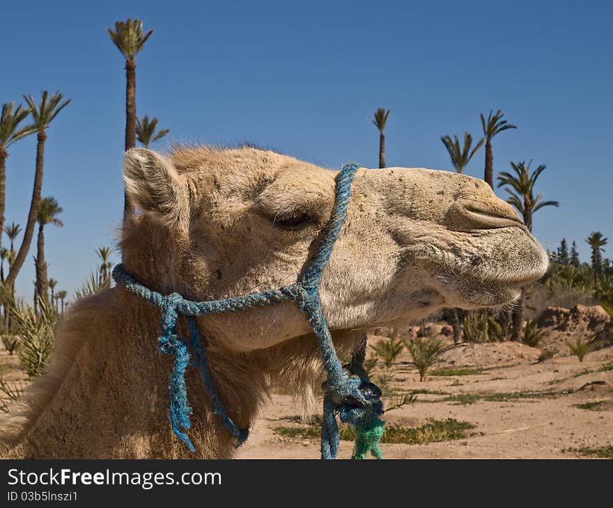 Imade of the camel head taken in the park in Marrakesh in Morocco. Imade of the camel head taken in the park in Marrakesh in Morocco