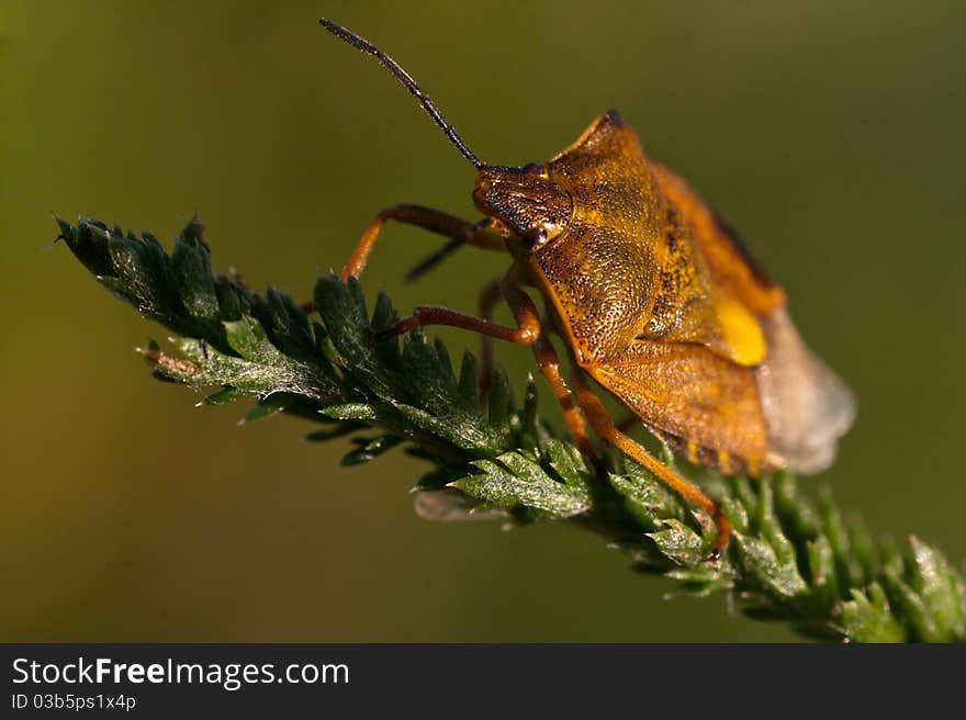 Shield bug insect on a leaf