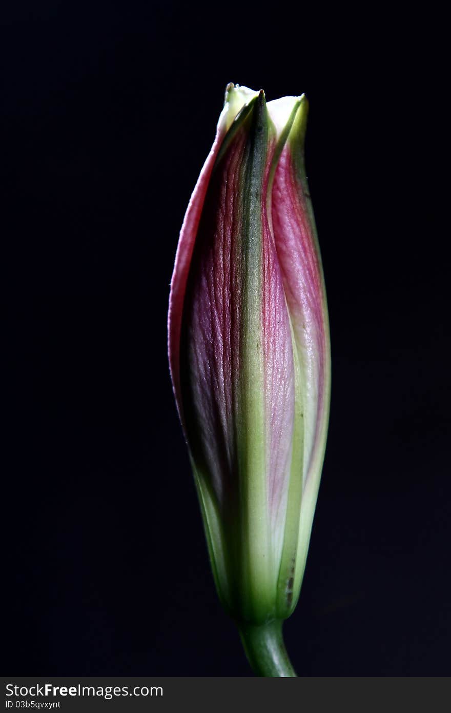 Lily bud