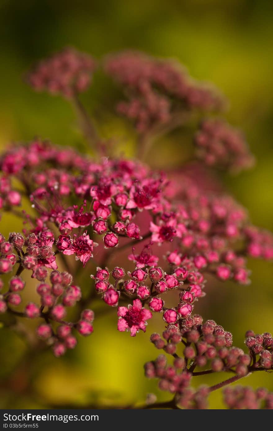 Blooming flower