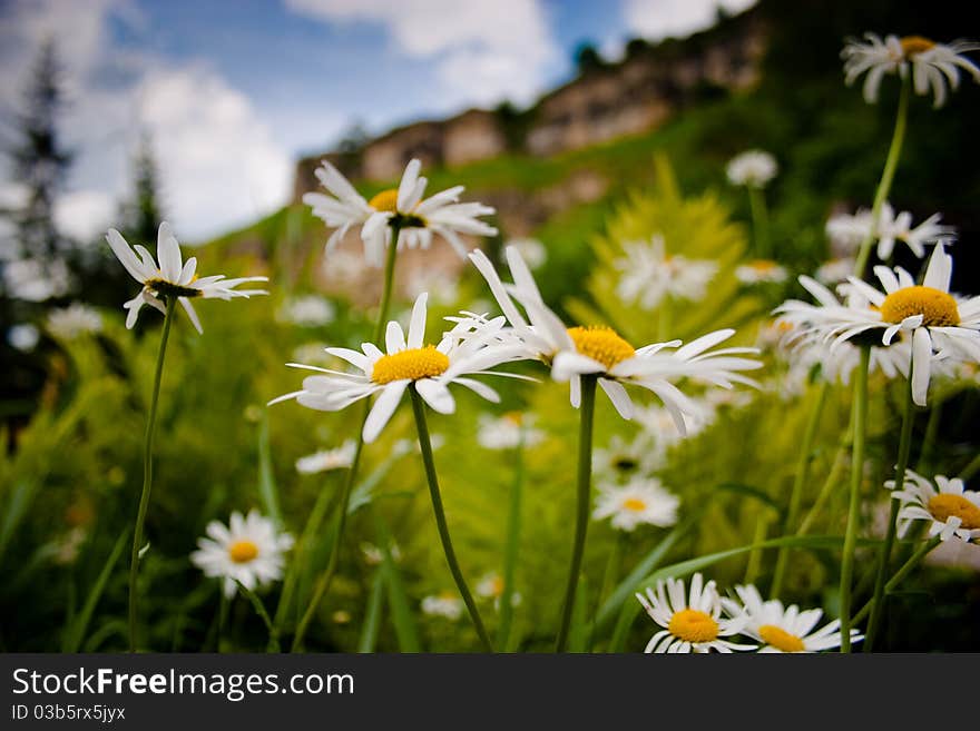 High resolution image of flowers in the mountains