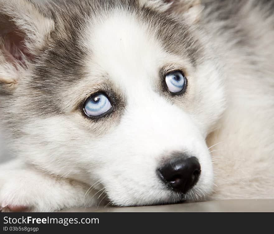 blue eyes of cute siberian husky puppy