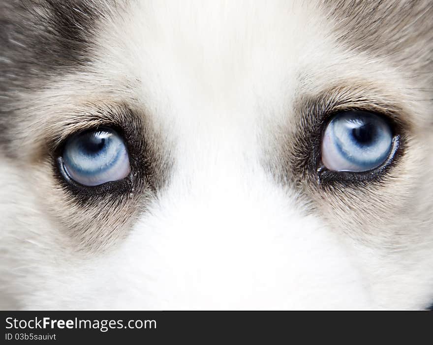 Blue eyes of cute siberian husky puppy