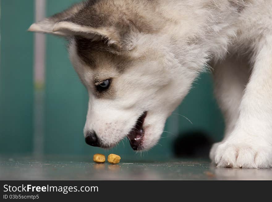 Portrait of cute siberian husky puppy