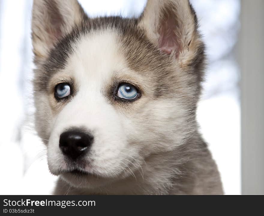 Portrait of cute siberian husky puppy