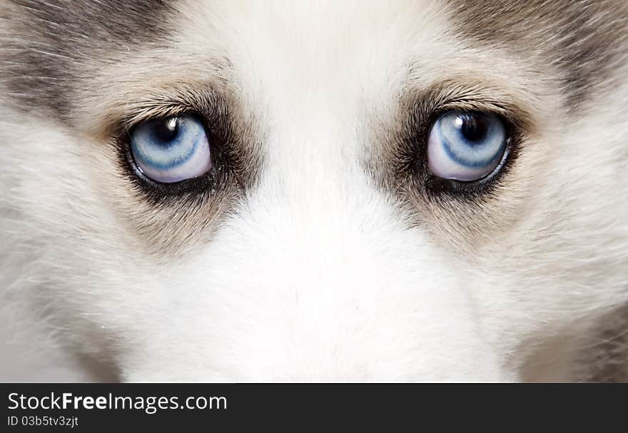 Close Up On Blue Eyes Of Cute Siberian Husky