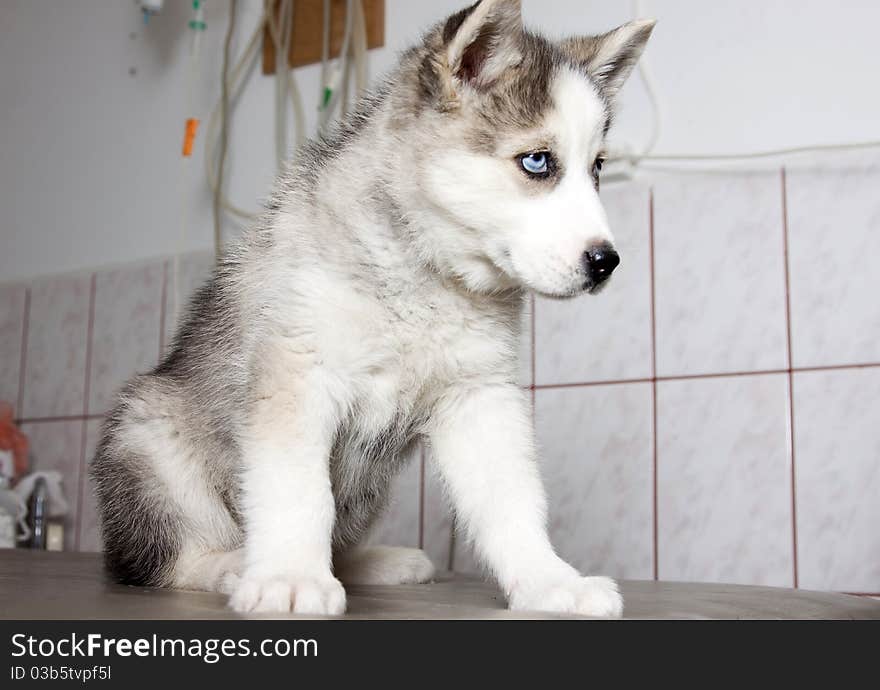 Siberian husky