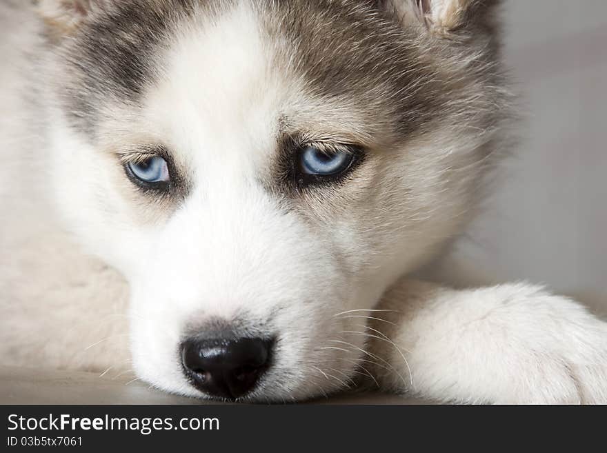 Siberian Husky