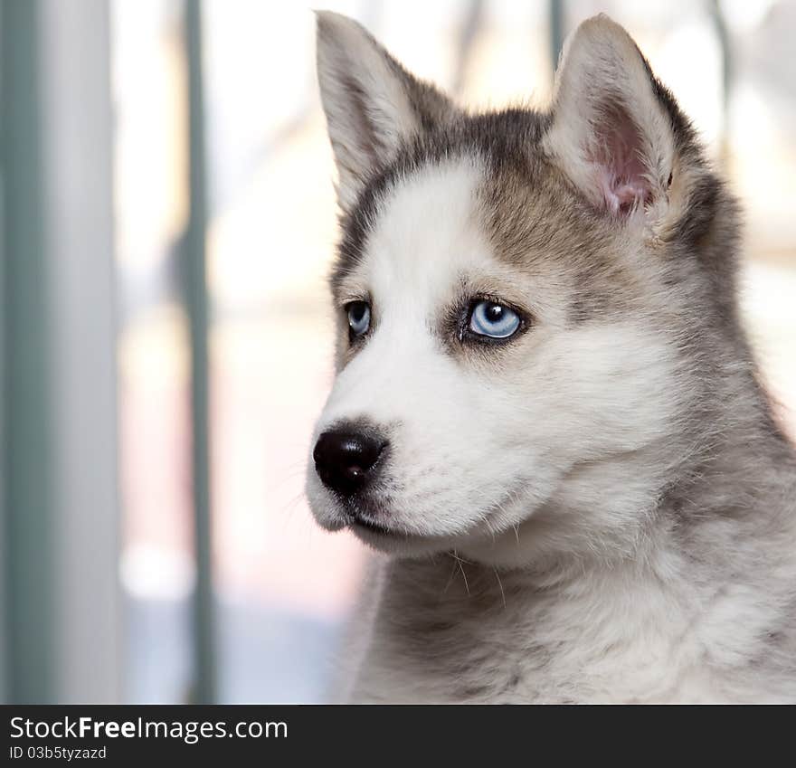 Siberian Husky