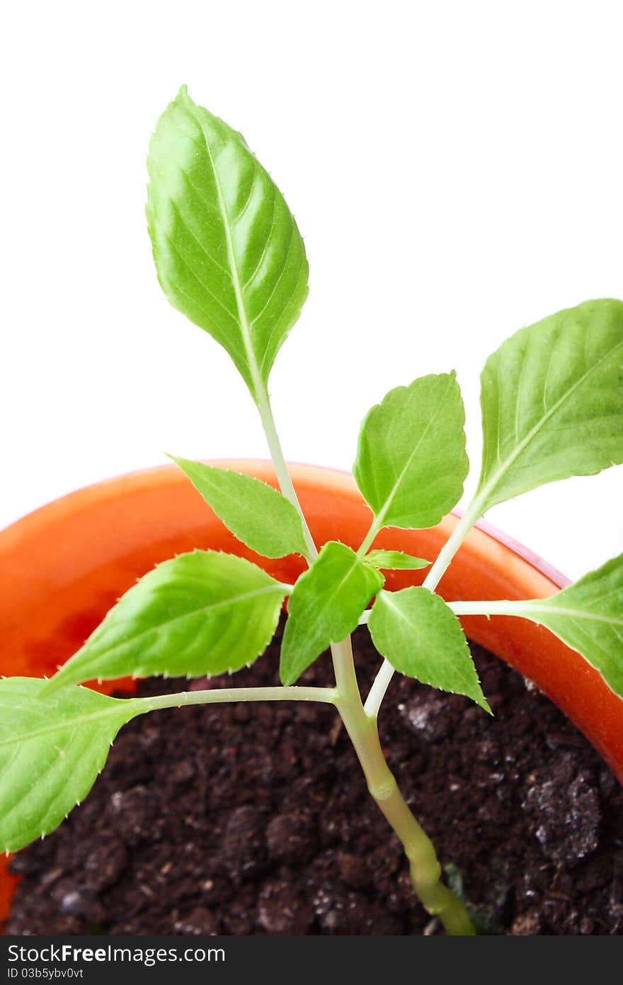 House plant in a pot. Isolated