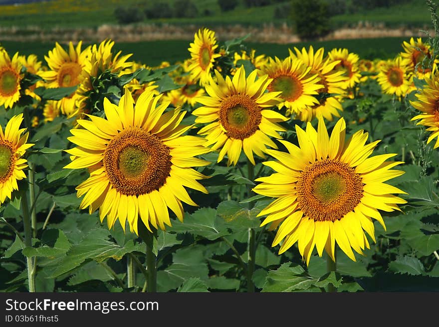 Sunflowers field