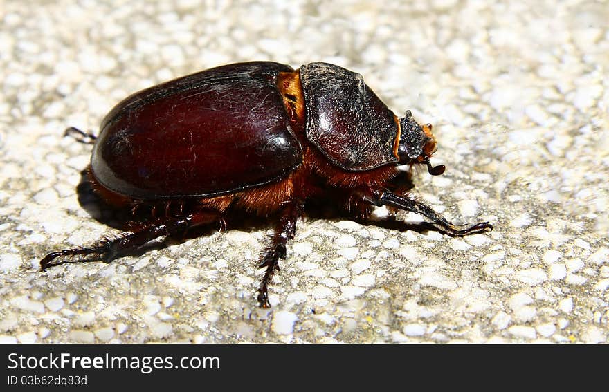 Rhinoceros beetle on the stone