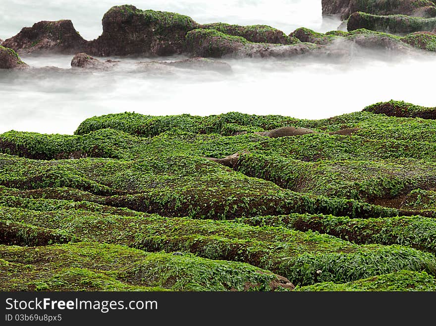 Rocky Seacoast full of green seaweed, long time exposure, Taiwan, East Asia