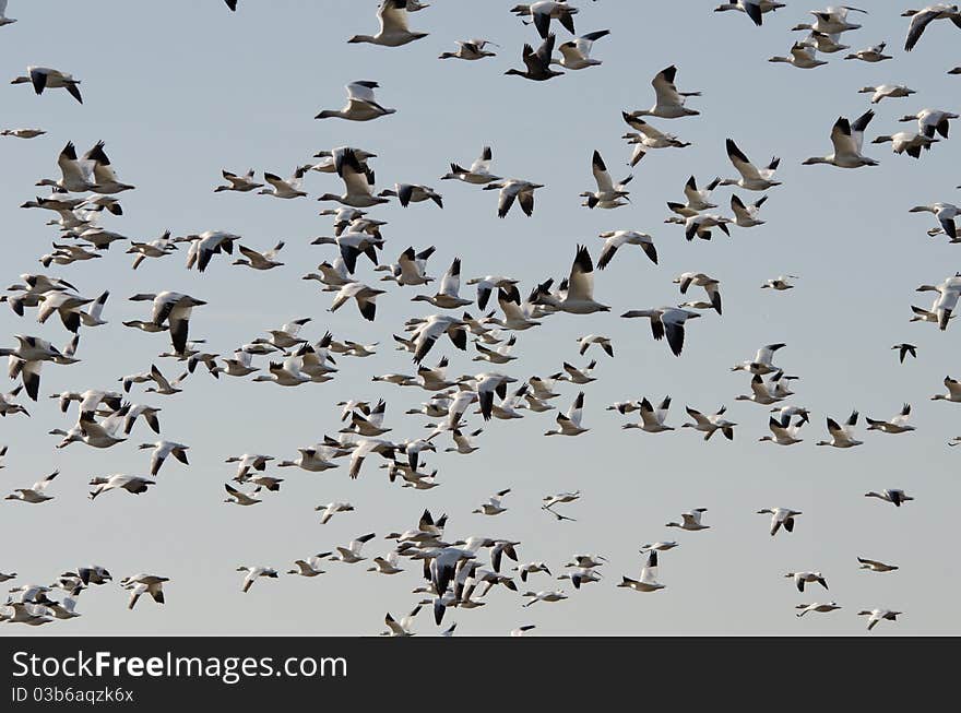 Snow geese