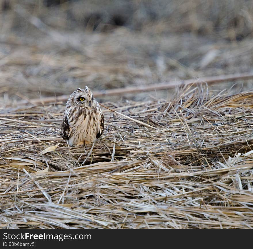 Short eared owl (Asio flammeus)