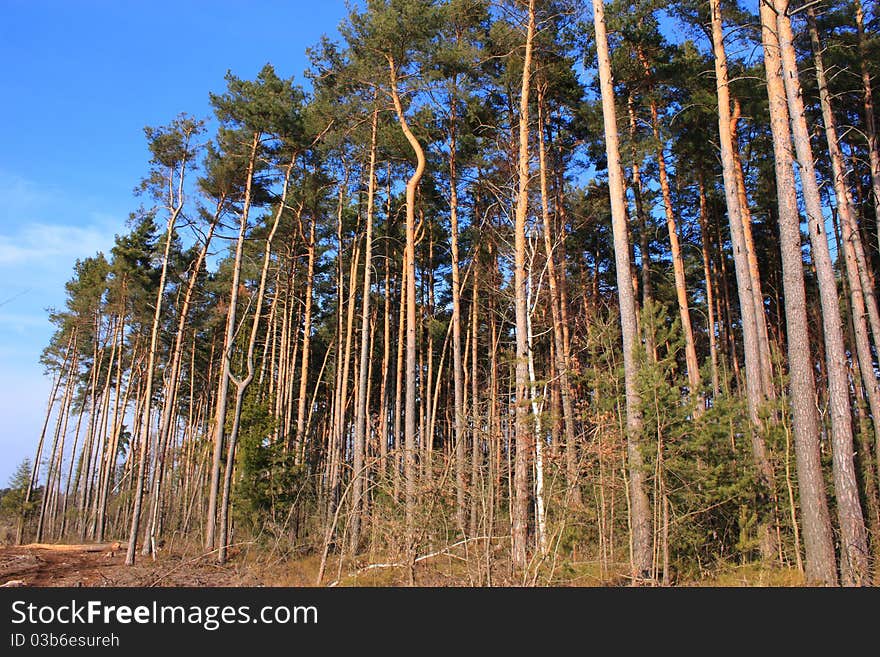 Big trees in a little forest near to schwandorf