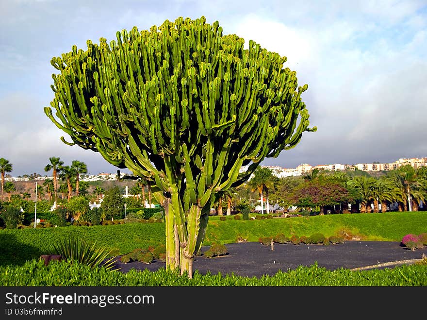 Euphorbia Cactus