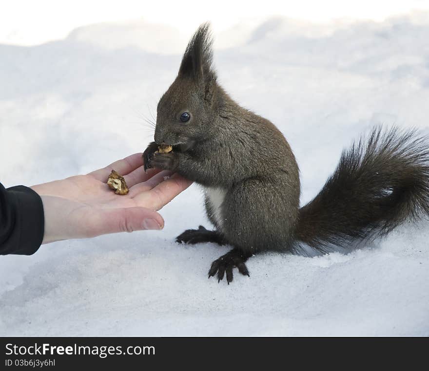 Grey Squirrel Eating Nuts From Hand