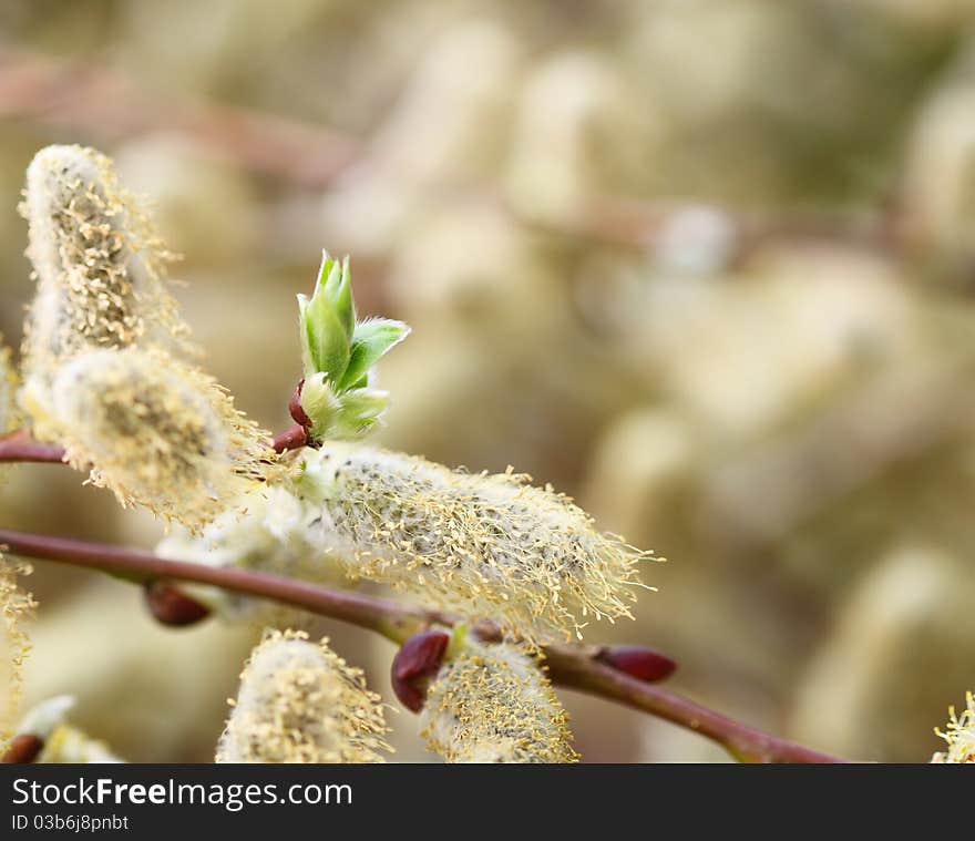 Spring Willow