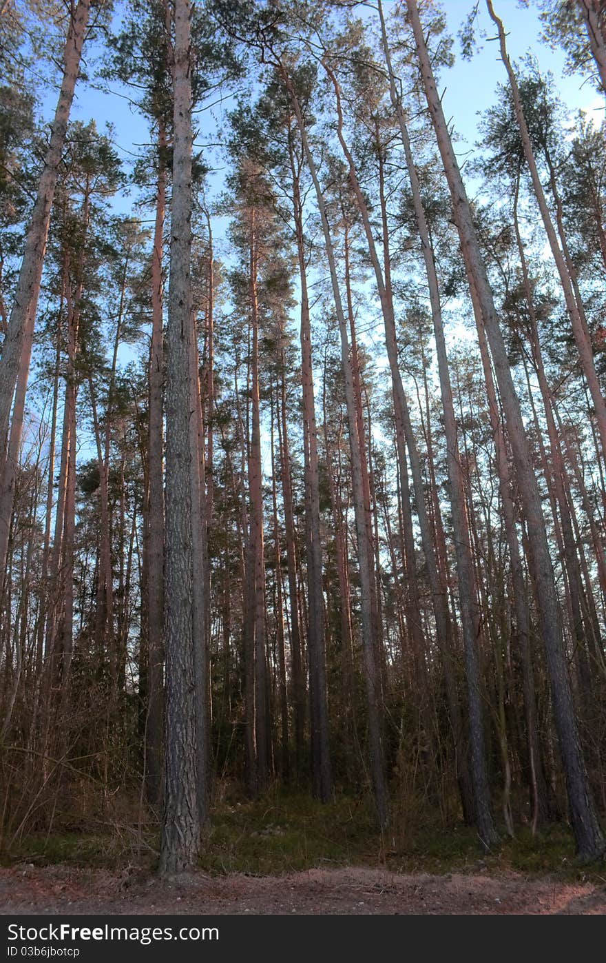 Big trees in a little forest near to schwandorf