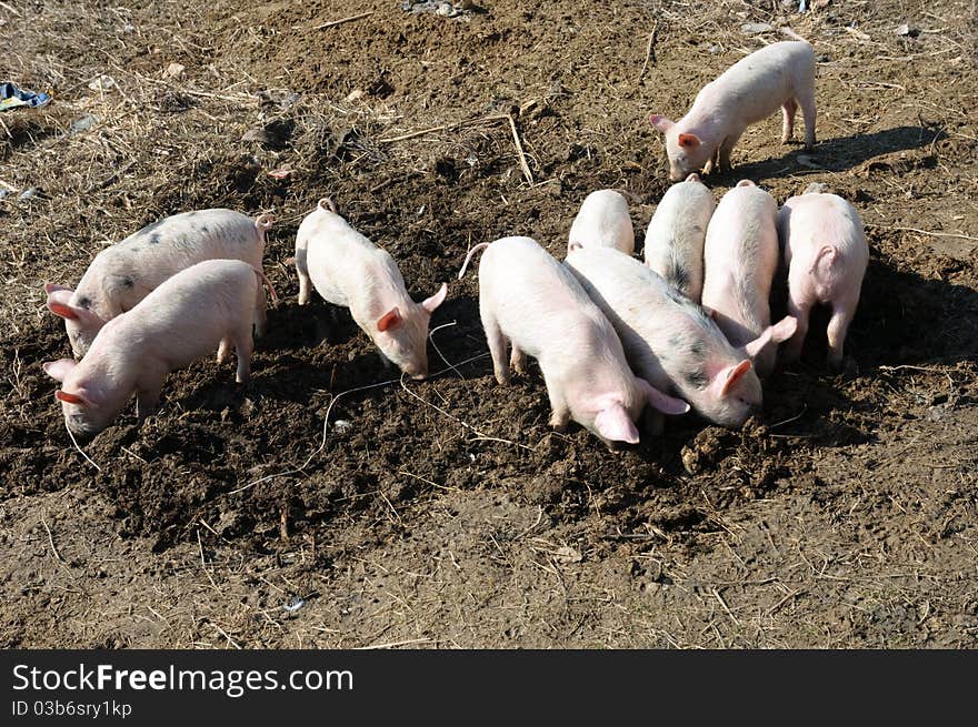 Group of baby pigs playing in mud