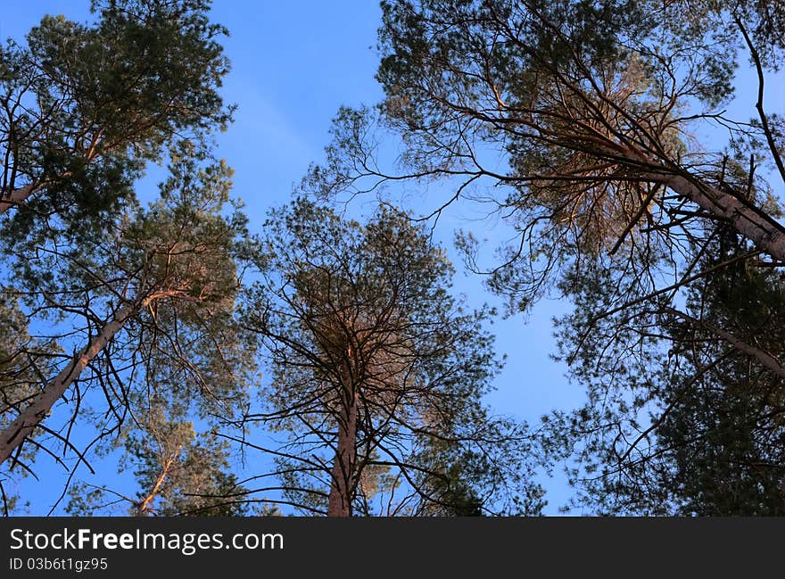 Big trees in a little forest near to schwandorf