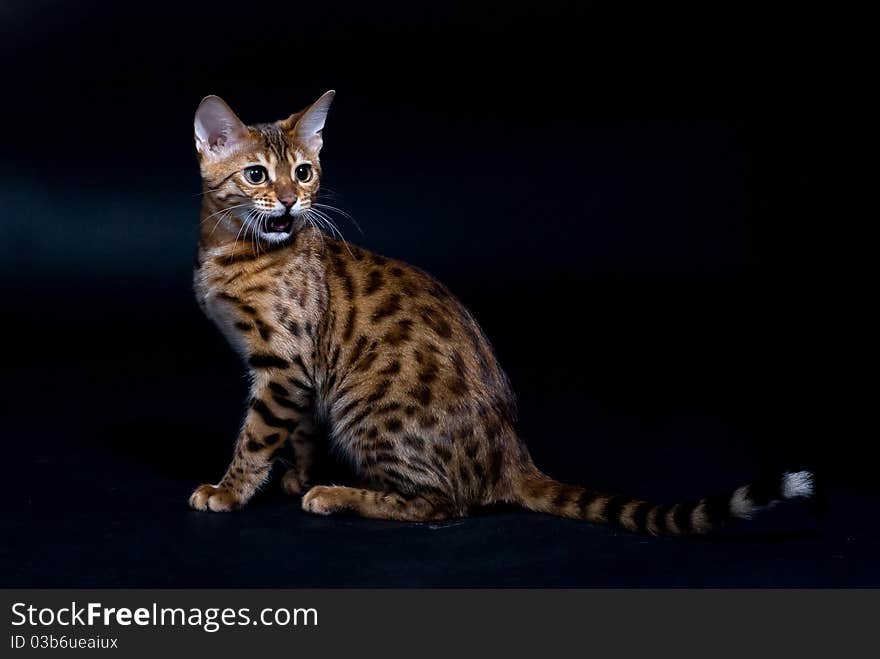 Bengal cat mews. On black background