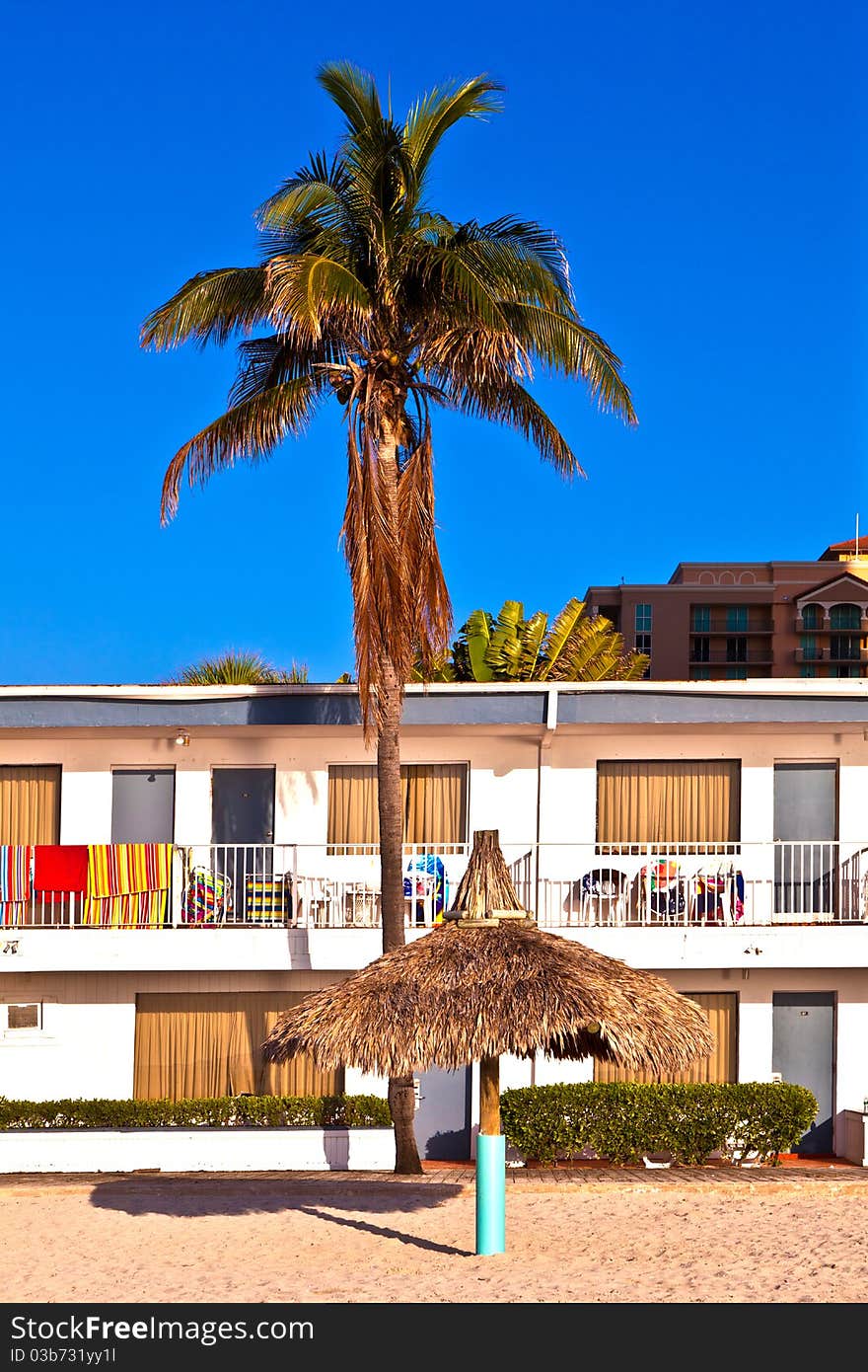 Palm in front of Motel at the beach