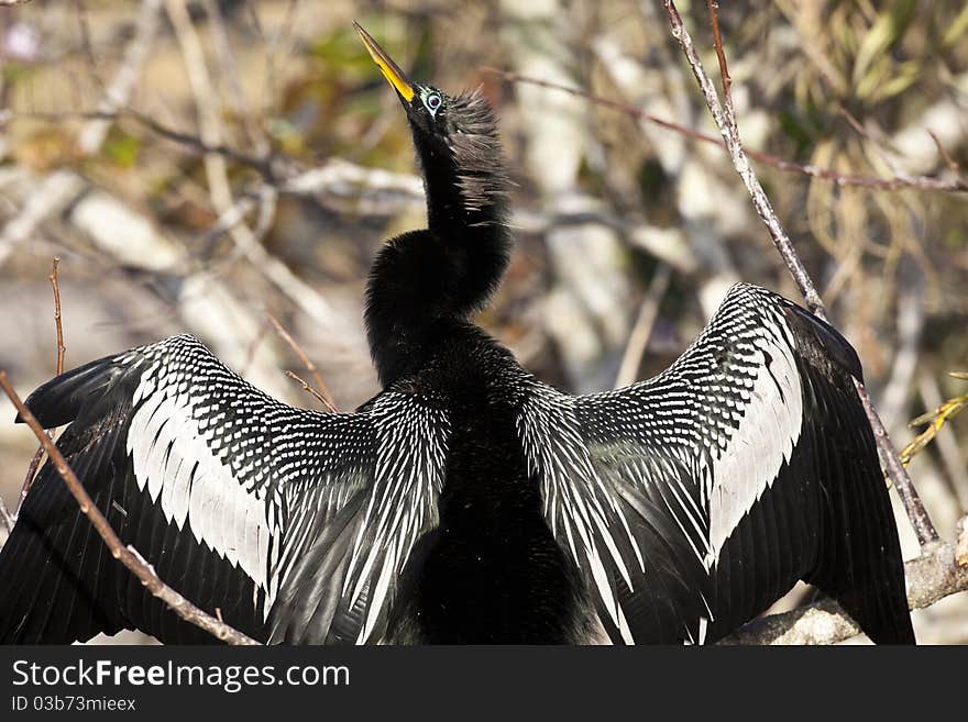 Anhinga in Everglades national park in breeding plumage