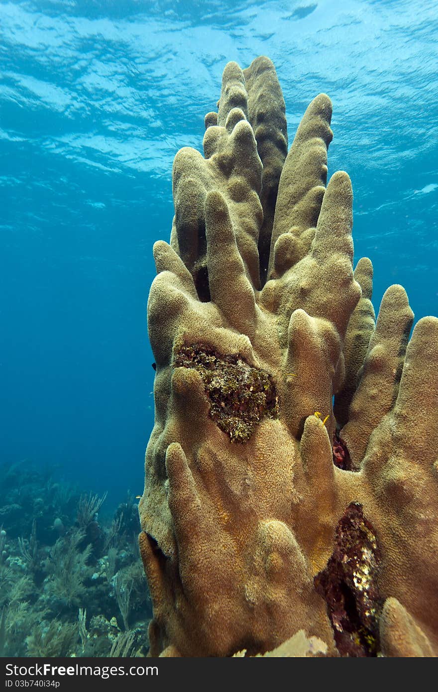 Large stand of pillar coral off the coast of Roatan Honduras