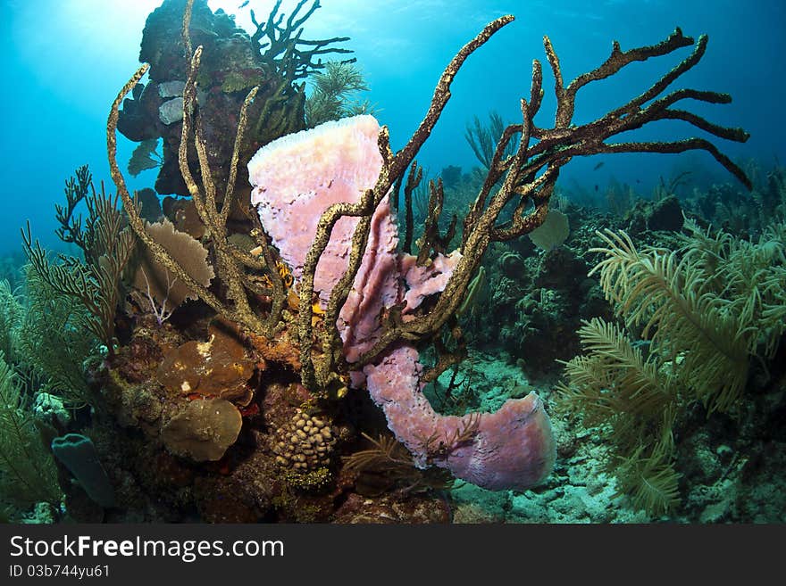 Coral Gardens off the coast of Roatan Honduras