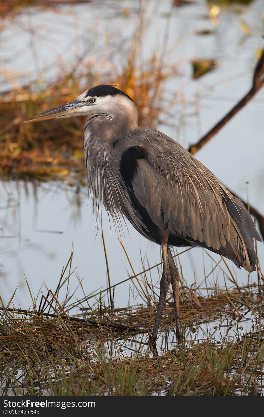 Great Blue Heron (ardea Herodias) in Everglades National Park in Florida