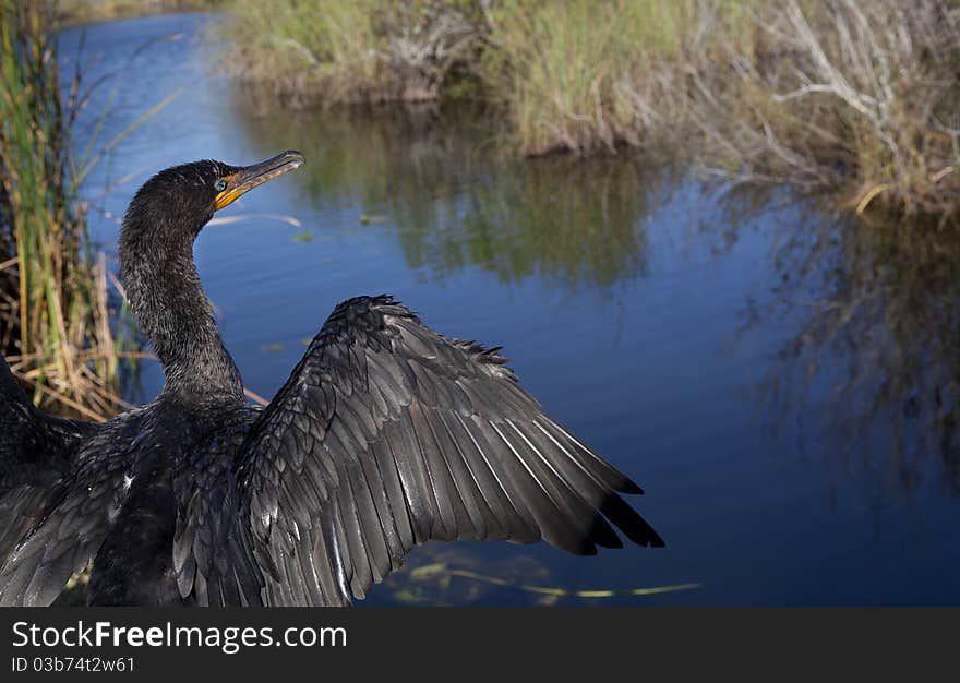 Great Cormorant (Phalacrocorax carbo) in Everglades National park in Florida