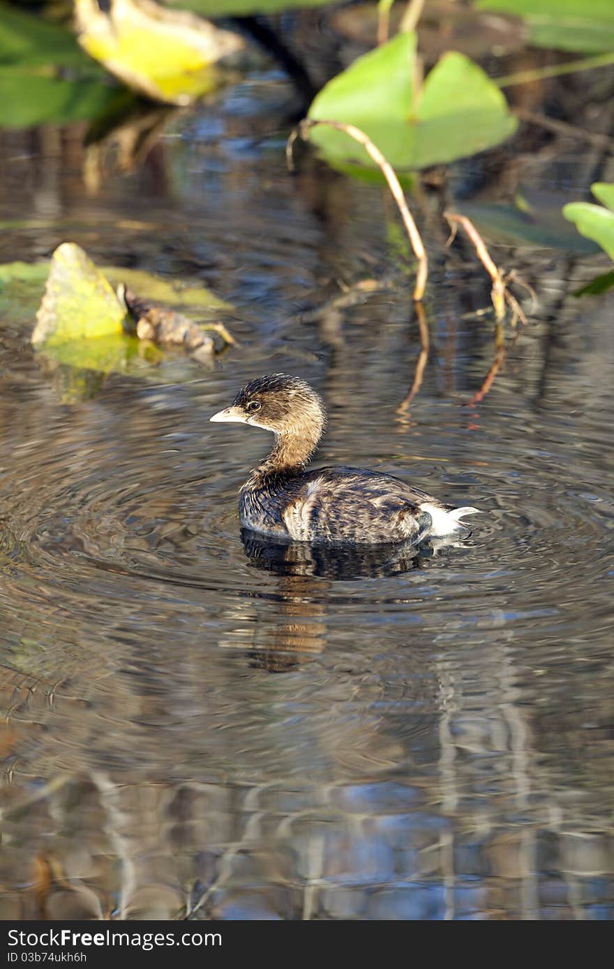 Pied-billed Grebe (Podilymbus Podiceps)