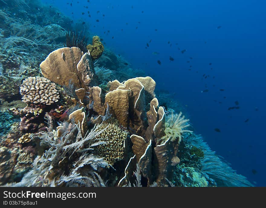 Coral gardens off the coast of Bunaken island. Coral gardens off the coast of Bunaken island