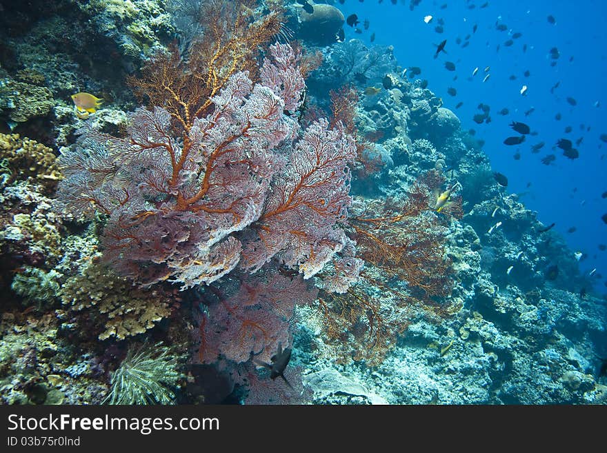 Coral gardens off the coast of Bunaken island  with Gorgonian sea fans. Coral gardens off the coast of Bunaken island  with Gorgonian sea fans