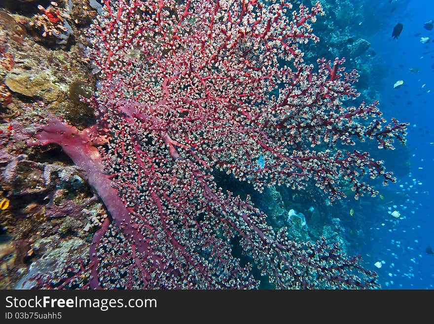 Deep water Gorgonian fan living on a coral wall off the coast of Bunaken