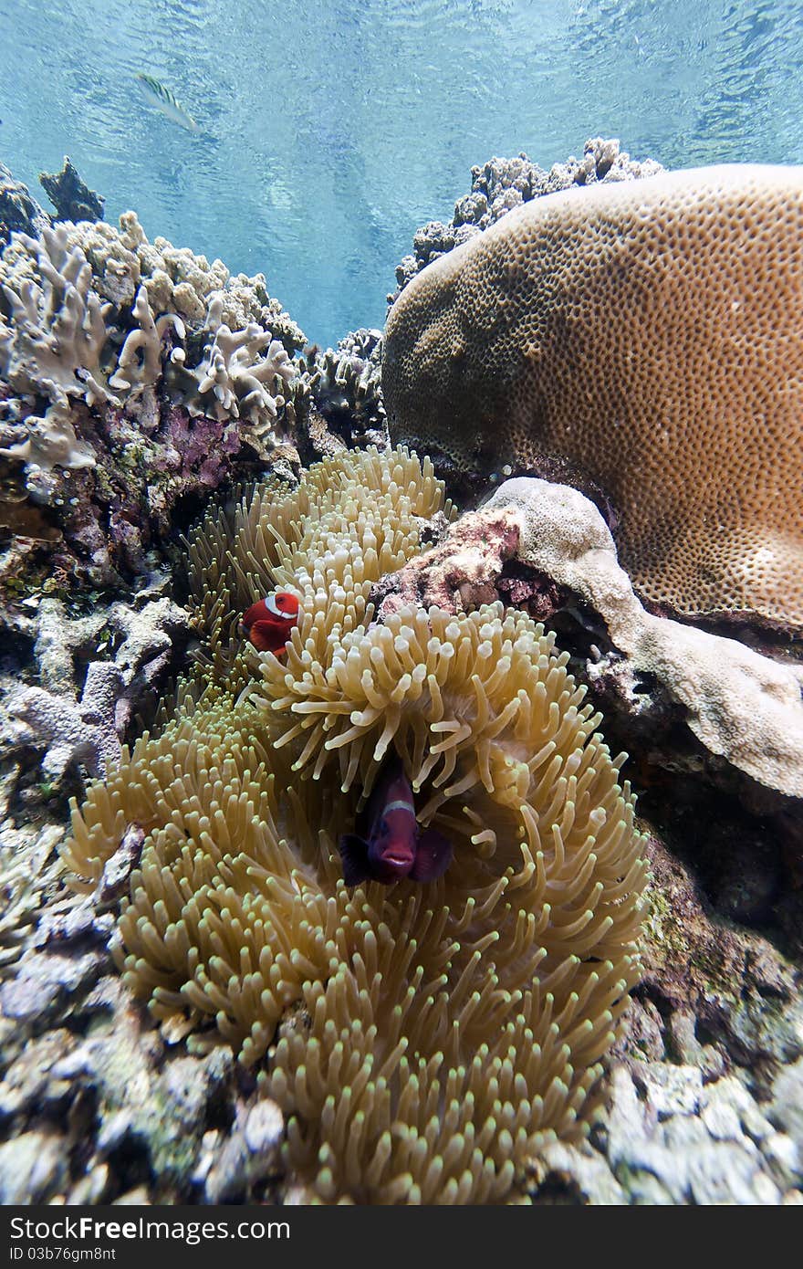 Anemone with clownfishl off the coast of Bunaken island in North Sulawesi, Indonesia. Anemone with clownfishl off the coast of Bunaken island in North Sulawesi, Indonesia