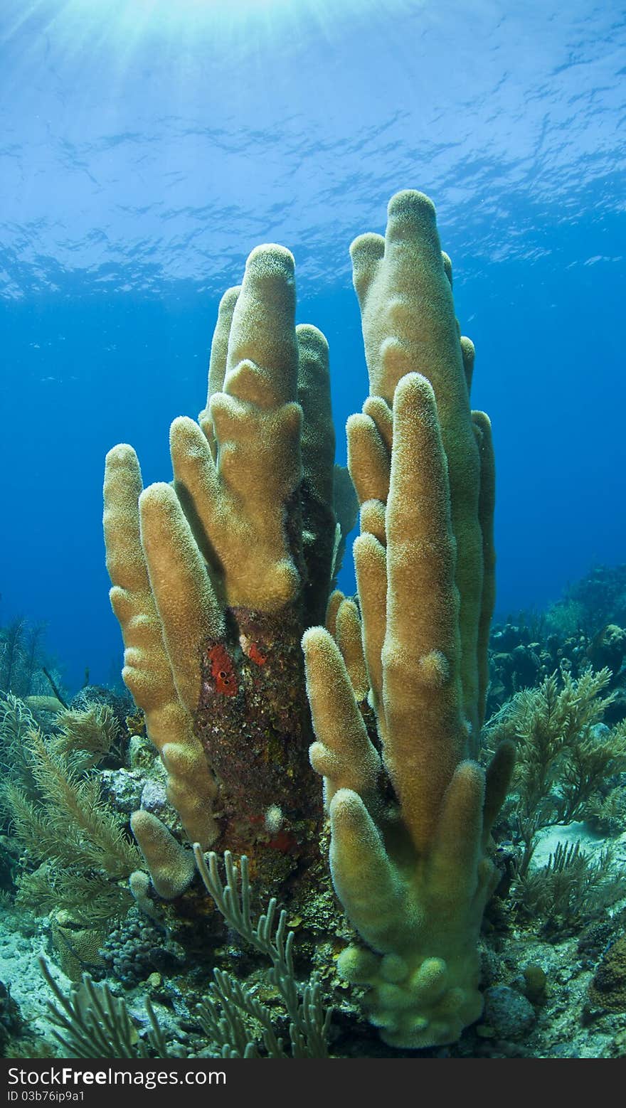 Caribbean coral reef scene, pillar coral